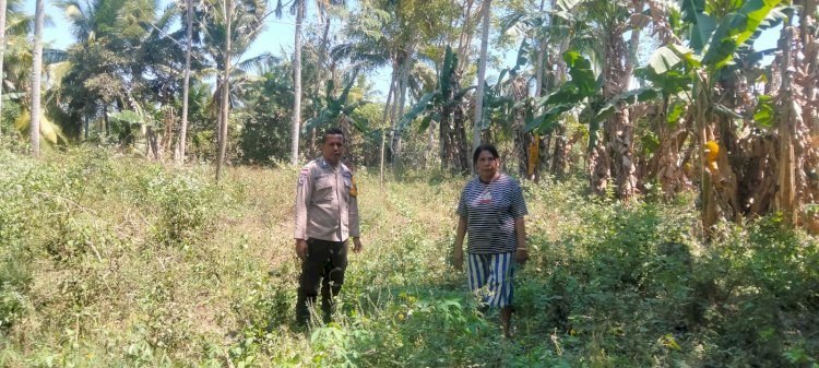 “Perkuat Ketahanan Pangan, Bhabinkamtibmas Polres Sikka Turun ke Lahan Jagung