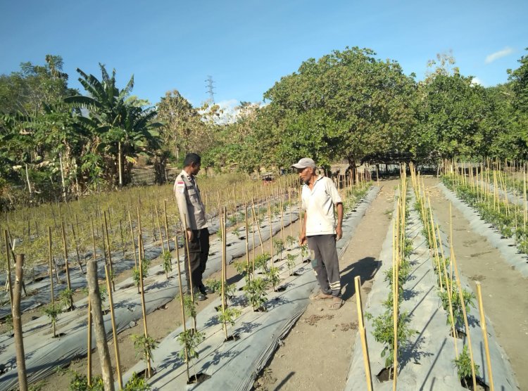 “Bhabinkamtibmas Polsek Alok Dukung Petani Wolomarang Wujudkan Program Lahan Bergizi”