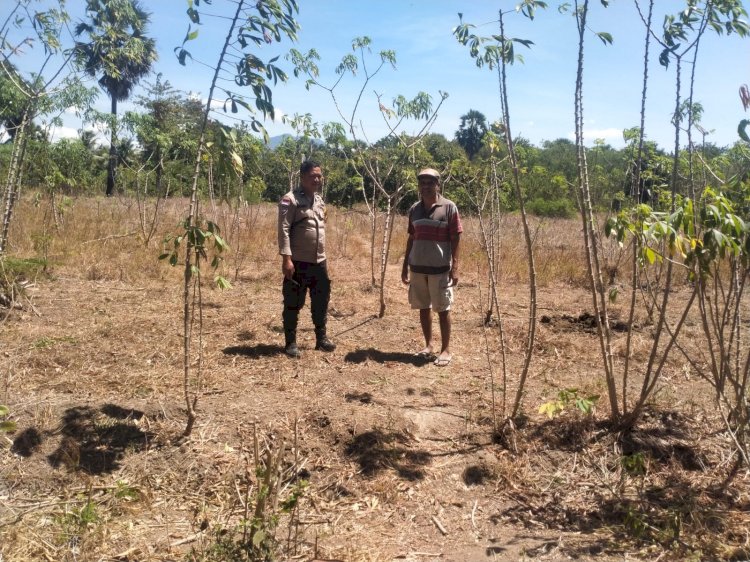 Sinergi Polri dan Petani: Bhabinkamtibmas Gongbekor Sikka Tinjau Lahan Jagung