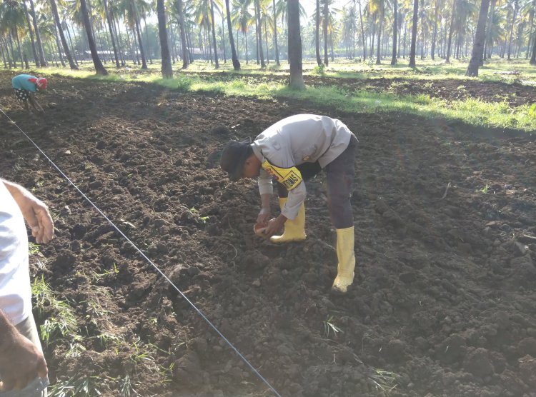 Polres Sikka Polda NTT Dorong Swasembada Pangan Lewat Program Penanaman Jagung di Desa Runut