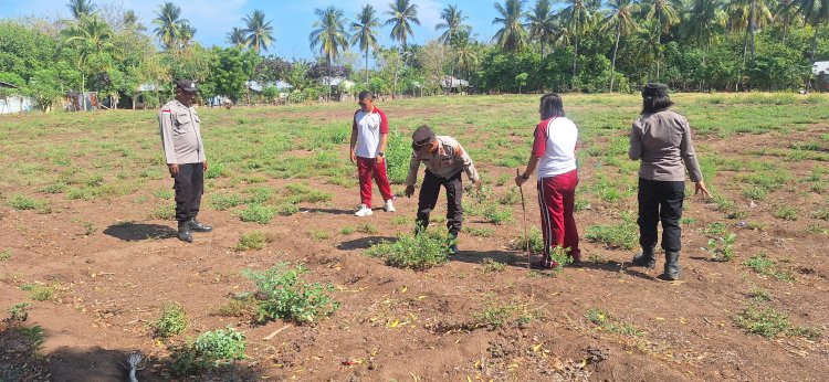 “Turun ke Ladang, Kapolsek Alok Pacu Semangat Petani Wujudkan Lumbung Jagung NTT”