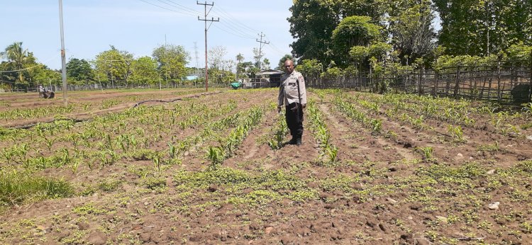 Bhabinkamtibmas Wailiti Turun ke Lahan Jagung, Polsek Alok Polres Sikka Gaspol Dukung Ketahanan Pangan