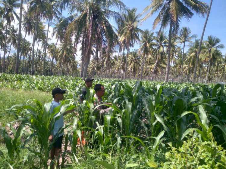 Kapolsek Hadir di Tengah Petani, Jagung Desa Runut Disiapkan Jadi Penyangga Pangan Nasional