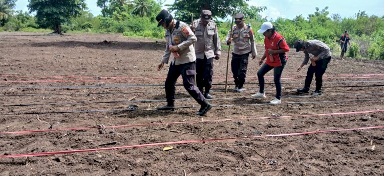 Satu Hektare Jagung Hibrida Ditanam, Polsek Alok Polres Sikka dan Petani Bersatu Dukung Ketahanan Pangan