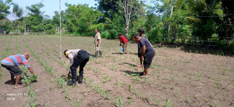 Dari Lahan Jagung, Bhabinkamtibmas Polres Sikka Polda NTT Tegaskan Peran Nyata Polri Dukung Ketahanan Pangan