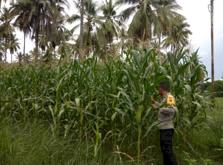 Polres Sikka Polda NTT Kawal Serius Program Ketahanan Pangan, Bhabinkamtibmas Turun Langsung dari Penanaman hingga Masa Panen Jagung