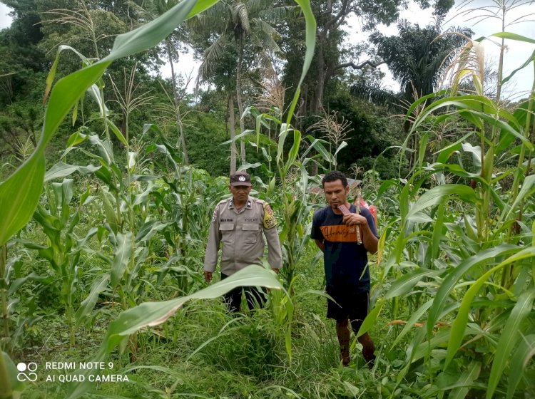Dari Sikka untuk Pangan Nasional, Polres Sikka Polda NTT Kawal Program Jagung Nusantara I