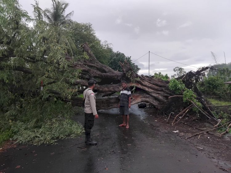 “Respon Cepat Bhabinkamtibmas di Tengah Bencana: Pohon Tumbang Akibat Cuaca Ekstrem Lumpuhkan Jalan Pasar Wairkoja Sikka”
