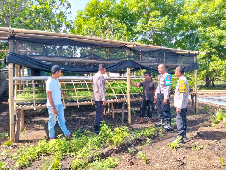 Polsek Kewapante Polres Sikka Aktif Kelola dan Rawat Pekarangan Bergizi di Lingkungan Polsek