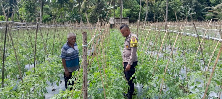 Personil Bhabinkamtibmas Polsek Nita Polres Sikka Polda NTT Rutin Dampingi Kelompok Tani dan warga Tani di Kecamatan Nita Kab.Sikka