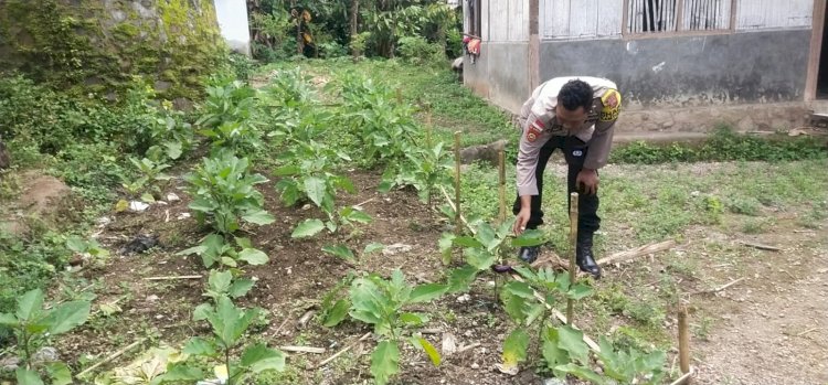 Bhabinkamtibmas Polsek Nelle Polres Sikka Polda NTT Rutin Dampingi Kelompok Tani Warga Tani untuk memanfaatkan Pekarangan Bergizi