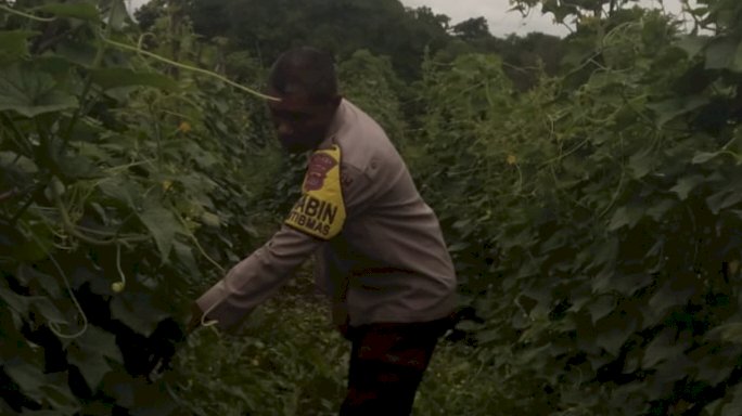 Menanam Harapan, Menjaga Negeri: Peran Aktif Bhabinkamtibmas Polsek Alok Polres Sikka Dukung Program Pangan Presiden