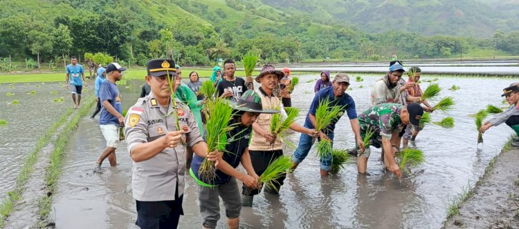 Bersama Petani Woda Mude, Polres Sikka Polda NTT Perkuat Ketahanan Pangan Lewat Tanam Padi Simbolis