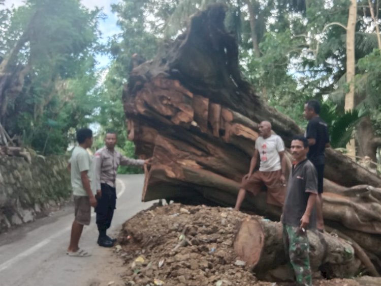 Sisa Pohon Tumbang Ancam Keselamatan, Kanit Binmas Polsek Kewapante Polres Sikka Turun Langsung Sambangi Warga