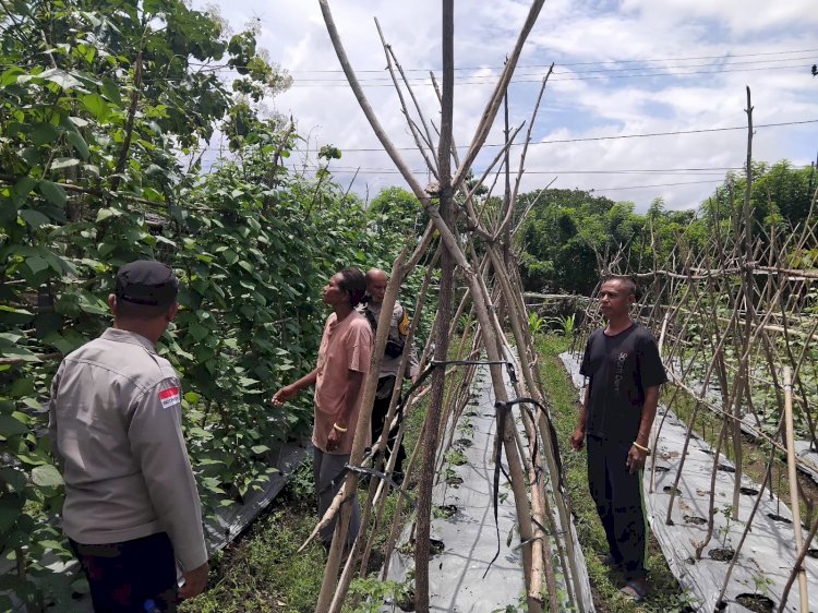 Pendampingan Polres Sikka Polda NTT Berbuah Hasil, Tanaman Hortikultura Warga Kopong Siap Panen
