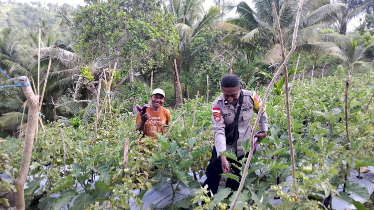 “Menjaga Pangan, Menguatkan Negeri: Bhabinkamtibmas Polsek Lela Polres Sikka Aktif Dampingi Petani Hortikultura”