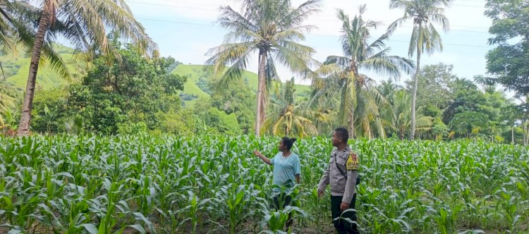 Di Tengah Ladang Jagung, Kolaborasi Polres Sikka Polda NTT dan Petani Perkuat Ketahanan Pangan