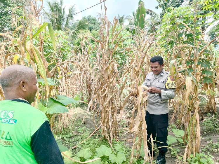 “Seragam di Tengah Ladang: Polres Sikka dan Petani Bersinergi Perkuat Ketahanan Pangan”