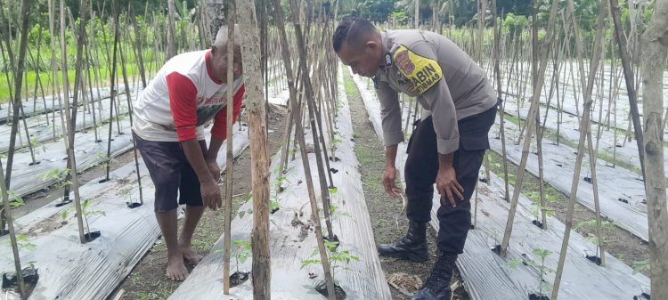 Gerak Nyata Polres Sikka Polda NTT: Mengawal Pangan, Menguatkan Ekonomi Rakyat