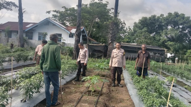 Dari Pekarangan Warga ke Ketahanan Pangan Nasional, Jajaran Polres Sikka Pantau Lahan Hortikultura di Hokor