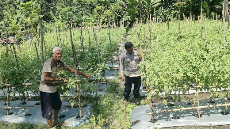 Polres Sikka Jadi Sahabat Petani: Bhabinkamtibmas Dampingi Warga Mego Kembangkan Hortikultura