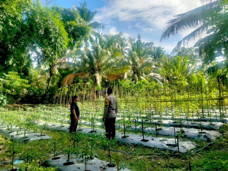 Lewat Tanaman Hortikultura, Bhabinkamtibmas Polres Sikka Dorong Pekarangan Bergizi Masyarakat