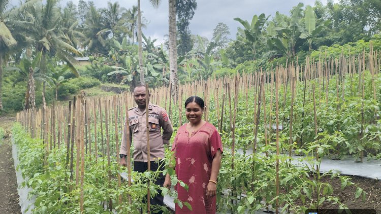 2.700 Pohon Tomat di Nita Dipantau Jajaran Polres Sikka, Ketahanan Pangan Jadi Fokus Bersama