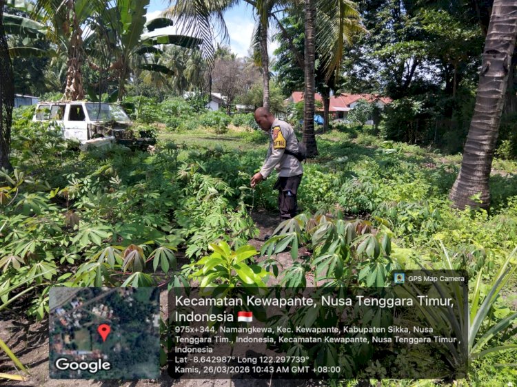 Pekarangan Jadi Ladang Harapan, Polsek Kewapante Polres Sikka Pimpin Gerakan Pangan Bergizi