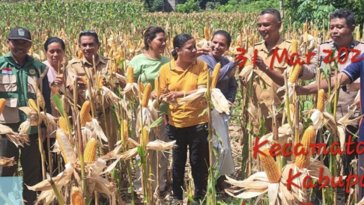 Panen Jagung dan Pemantauan Lahan, Polres Sikka Perkuat Ketahanan Pangan dari Desa