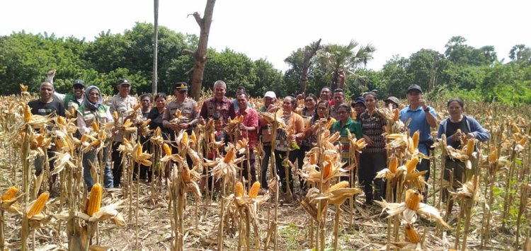 Dari Lahan Kecil di Nelle, Panen Besar Terwujud: Sinergi Polsek Nelle Polres Sikka dan Petani Perkuat Ketahanan Pangan