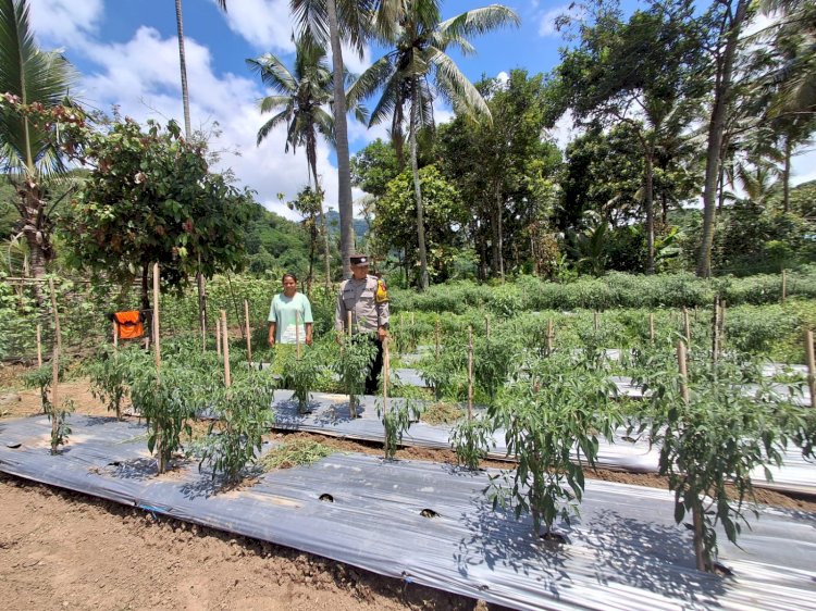 “Di Balik 3.600 Pohon Cabai, Sentuhan Bhabinkamtibmas Polres Sikka Menggerakkan Ketahanan Pangan dari Desa Masebewa”