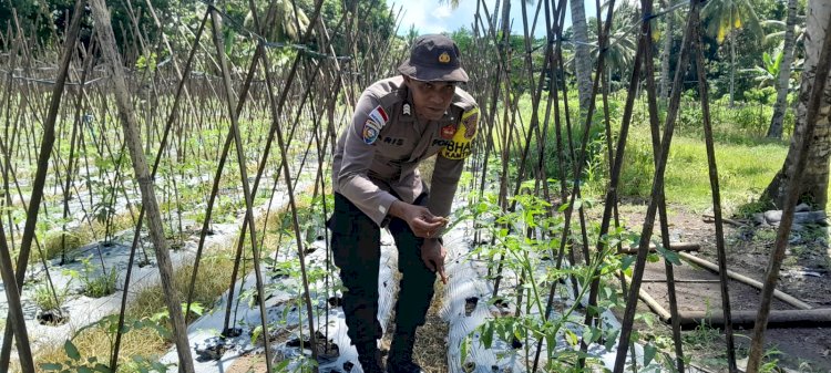 “Tomat, Tantangan, dan Harapan: Sentuhan Polres Sikka di Lahan Petani Nitakloang