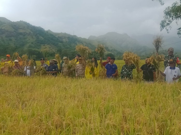 Panen Simbolis Padi di Magepanda, Wujud Sinergi Ketahanan Pangan di Kabupaten Sikka