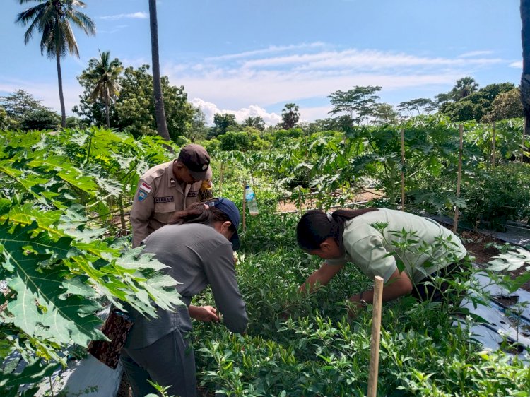 Revolusi Pangan Dimulai dari Desa: Polres Sikka Jadi Motor Penggerak Ketahanan Pangan Rakyat