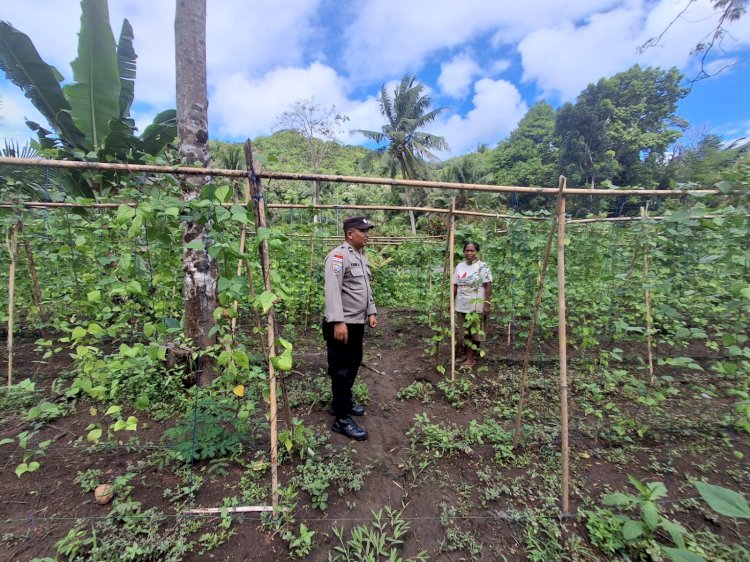 Polres Sikka Turun ke Lahan, Ketahanan Pangan Tak Lagi Sekadar Program, Tapi Gerakan Nyata di Sikka