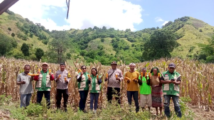Panen 17 Ton Jagung di Magepanda, Polres Sikka Perkuat Garda Ketahanan Pangan