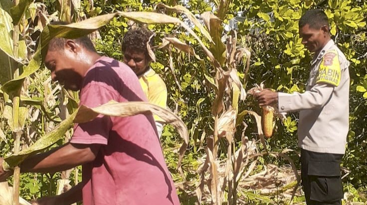 Produktivitas Meningkat, Jagung Kelompok Tati Nahing Sikka Tumbangkan Tantangan Iklim