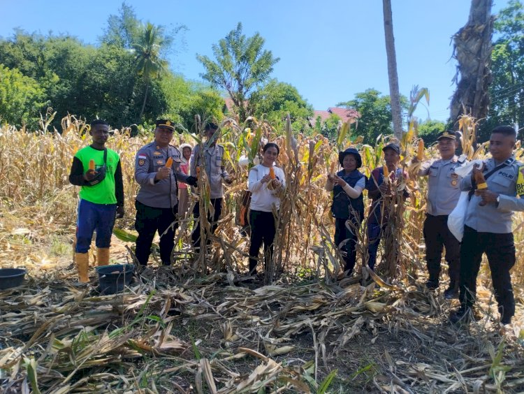 “Panen Jagung Serentak di Sikka: Sinergi Polres Sikka dan Petani Berbuah Manis di Tengah Cuaca Tak Menentu”