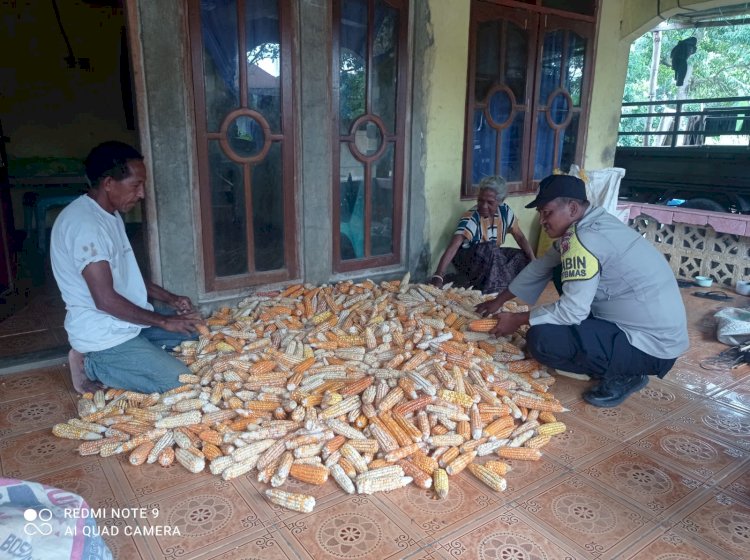 Panen Jagung di Desa Gera Jadi Bukti Nyata Dukungan Polres Sikka  untuk Ketahanan Pangan Nasional