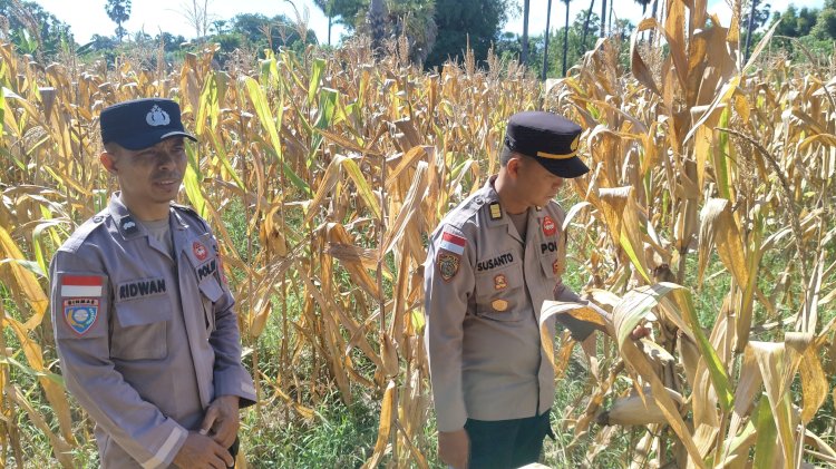 “Ketahanan Pangan Dijaga Bersama, Polres Sikka Sambangi Petani Desa Habi”
