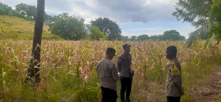 Polres Sikka Turun ke Lahan, Pastikan Panen Raya Jagung Kuartal II Tahun 2026 Siap Digelar
