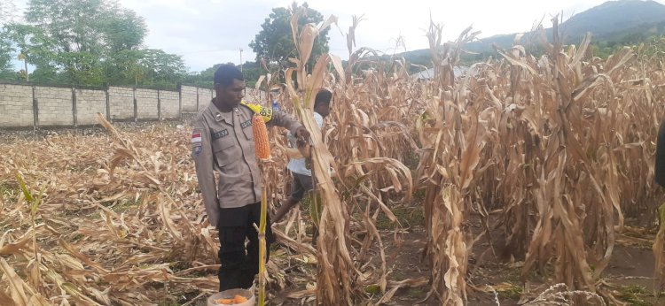 Panen Jagung Hibrida di Sikka Tembus Dua Ton, Semangat Ketahanan Pangan Tumbuh dari Lahan Petani Wolomarang
