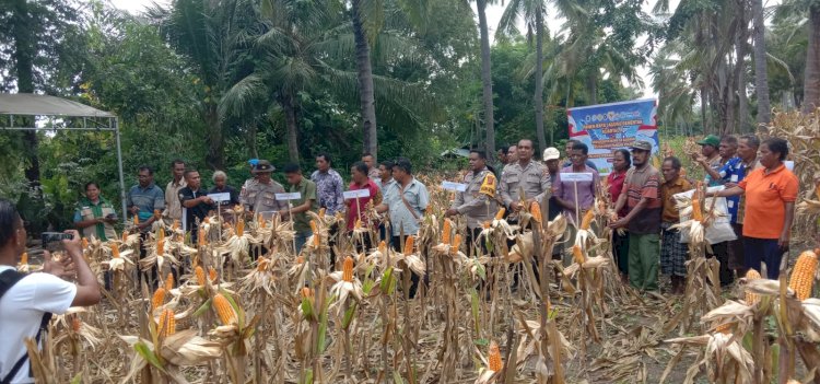 “Bukan Sekadar Panen: Dari Waihawa hingga Hepang, Sikka Sedang Menanam Masa Depan Pangan”
