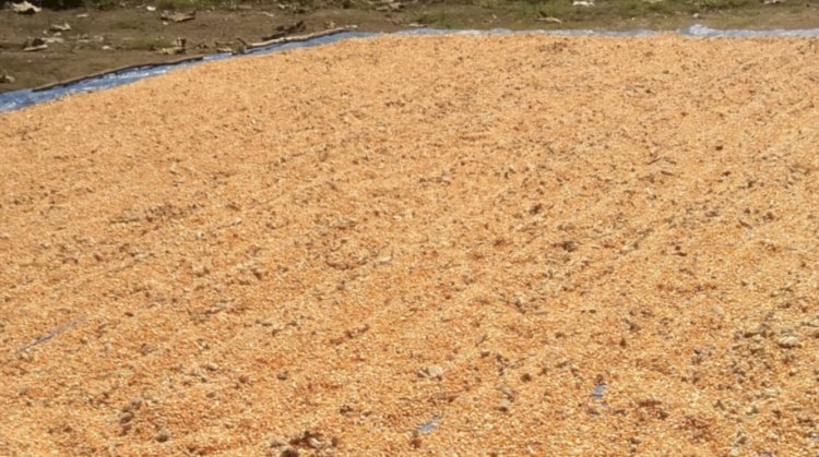 “Di Tengah Ancaman Cuaca Tak Menentu, Poktan Tati Nahing Wolomarang  Sikka Pacu Produksi Jagung 8,5 Ton”