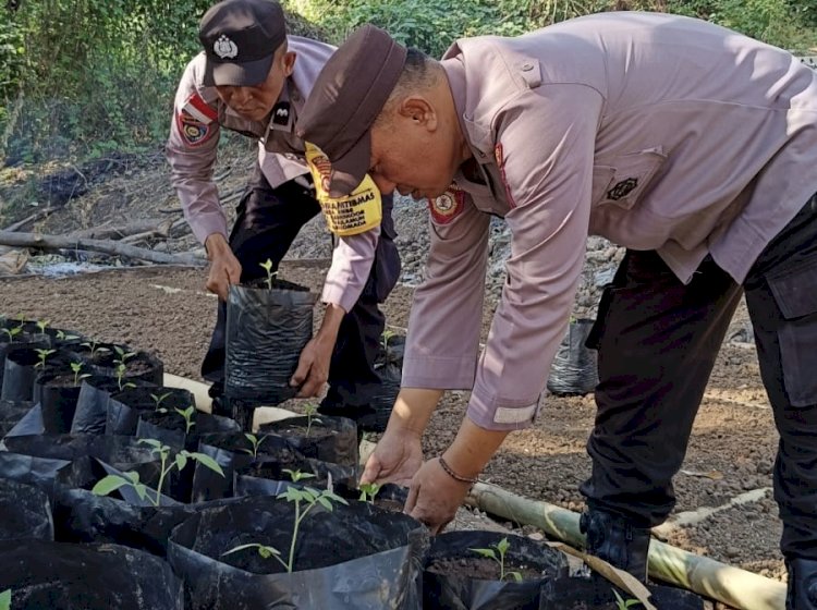 “Polsubsektor Nebe Polsek Waigete Polres Sikka Tak Sekadar Jaga Kamtibmas, Kini Bergerak Wujudkan Ketahanan Pangan Presiden”
