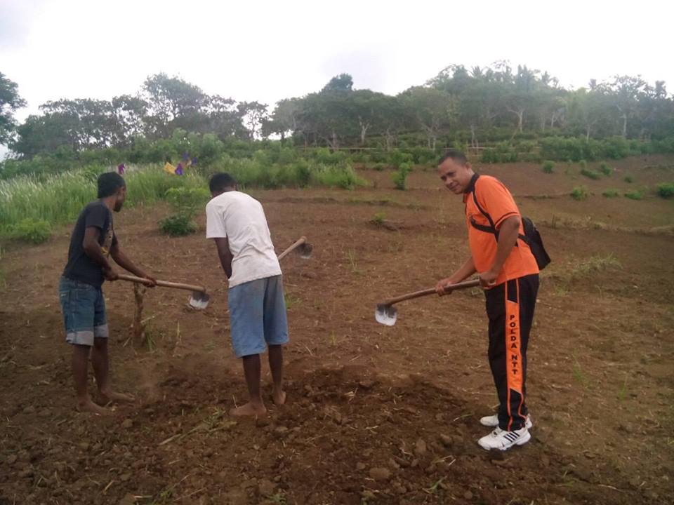 Kapolsek Nita Bersama Anggota Bantu Masyarakat Tanam Jagung di Dusun Nilo